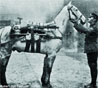 War-Horse